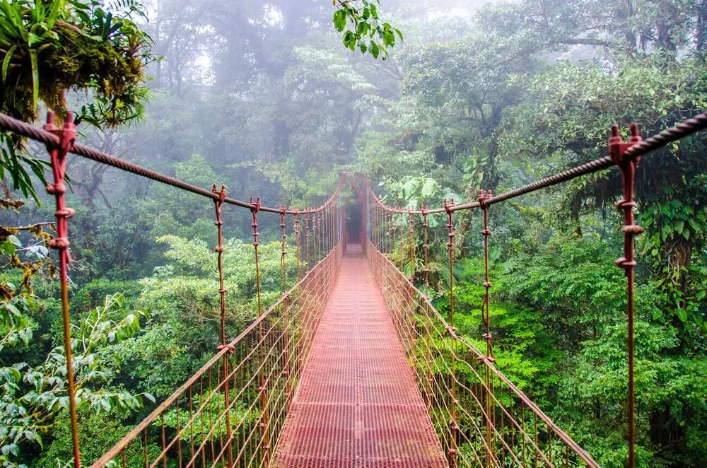 Rainforest canopy suspension bridge